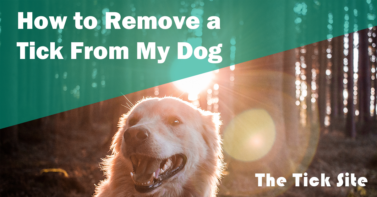 How to Remove a Tick From My Dog The Tick Site